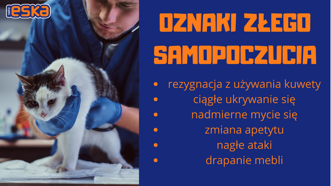 Słownik mowy kociej. Czyli co powienien wiedzieć każdy właścicel kota!