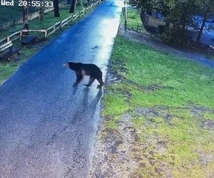 Szok! Niedźwiedź wdarł się do zoo i atakował zwierzęta. Wideo w sieci