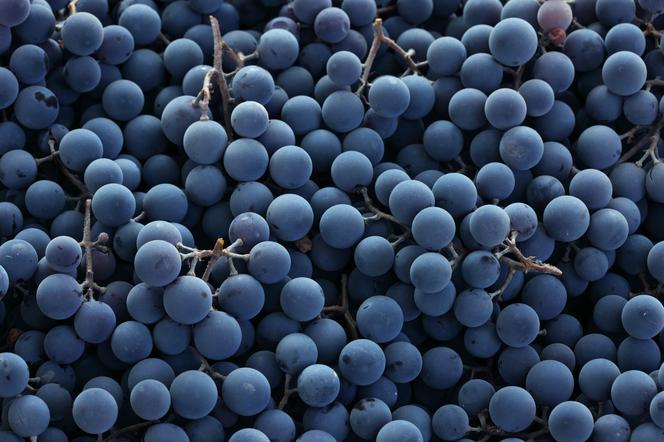 Co zrobić z winogron z ogródka? Zobacz 7 przepisów na przetwory z winogron