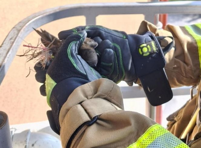 Strażacy uratowali jerzyka