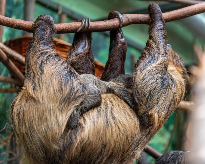 W Orientarium Zoo Łódź urodził się leniwiec