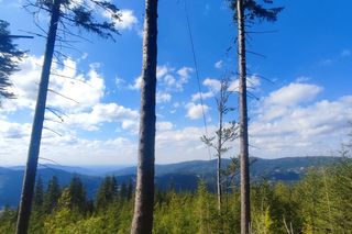 Paralotniarz zawisł 8 metrów nad ziemią. Pilna akcja ratunkowa w Szczyrku