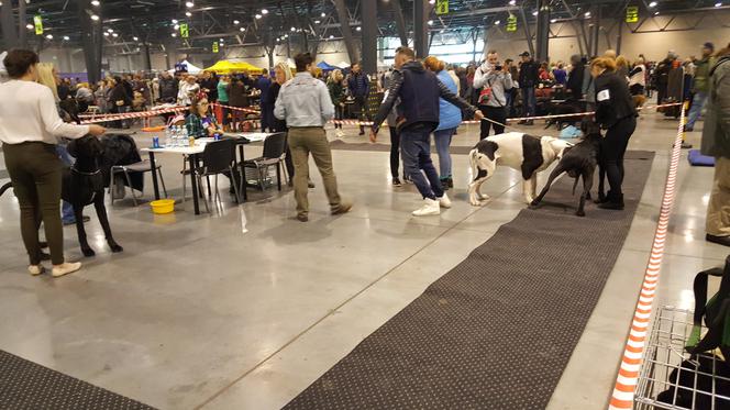 EXPO SILESIA DOG SHOW 2017