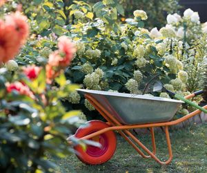 Co siać i sadzić w sierpniu? To najlepszy czas dla niektórych kwiatów i warzyw