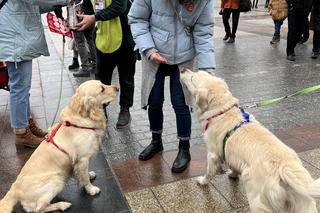 WOŚP 2024 w Krakowie. Grupa Golden Retriever opanowała cały Rynek Główny!
