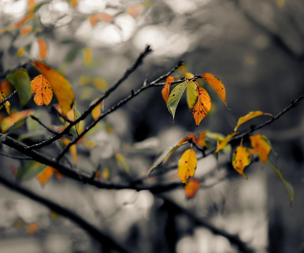 CHANDRA to sposób na lubelskie wieczory! Można je spędzić wspólnie w MOM