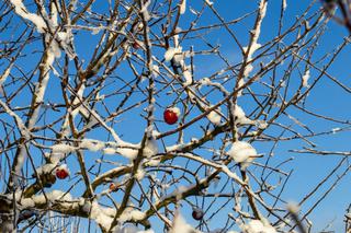 Jakie opryski przeprowadza się w lutym? Zwalczanie szkodników i chorób roślin zimą - zimowe opryski