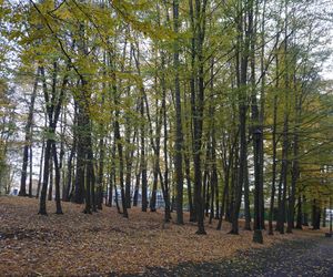 Park Lubomirskich w Białymstoku jesienią 