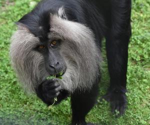Zamojskie zoo stawia na aktywność. Dzieci będą mogły nakarmić zwierzęta