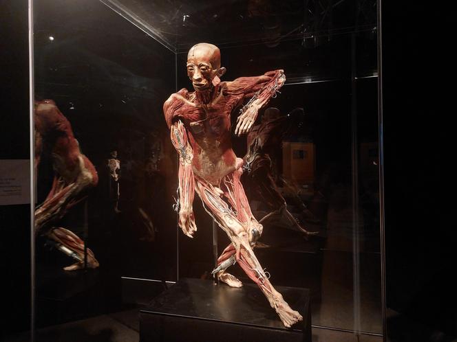 Wystawa Body Worlds w Szybie Wilson w Katowicach