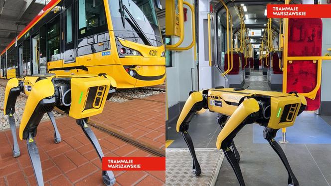 Wyjątkowy gość w zajezdni Żoliborz - robot Boston Dynamics pozował przy tramwajach