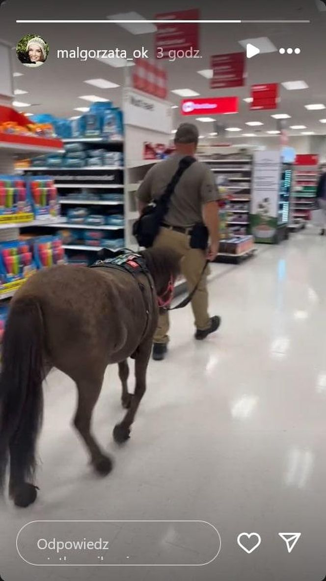 Małgorzata Ostrowska-Królikowska spotkała konia w supermarkecie. Wszystko nagrała!
