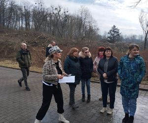 Kontrowersyjna wycinka drzew pod trasę N-Ś w Rudzie Śląskiej. Mieszkańcy: to jest fałszerstwo na duża skalę, to skandal