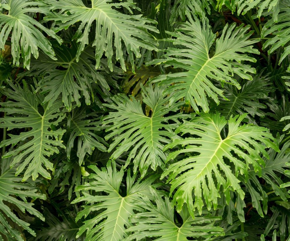 Filodendron podwójnie pierzasty