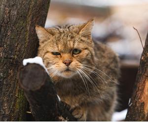 Zima w zoo we Wrocławiu. Zobacz, jak zwierzaki radzą sobie w chłodne dni 