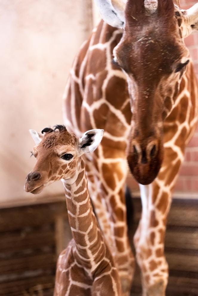 We wrocławskim zoo urodziła się żyrafa