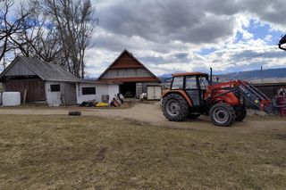 Psy zagryzły góralowi owce