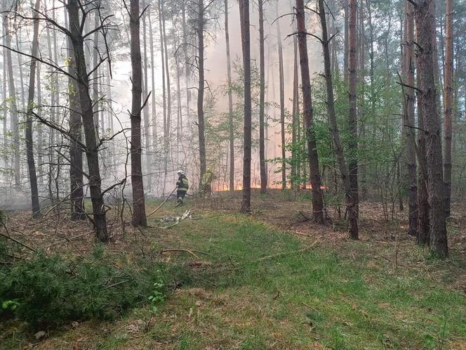 Ogromny pożar pod Grójcem! Spłonęło 80 hektarów lasu
