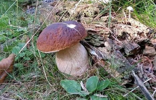 Uwaga na te blaszkowe i gorzkie