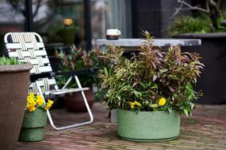 Rośliny na tarasie