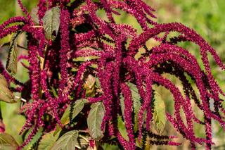 Amaranthus caudatus - szarłat zwisły