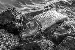 Pół tony martwych ryb w Kanale Gliwickim. Jak tu mieszkam, nie widziałem takiej masakry