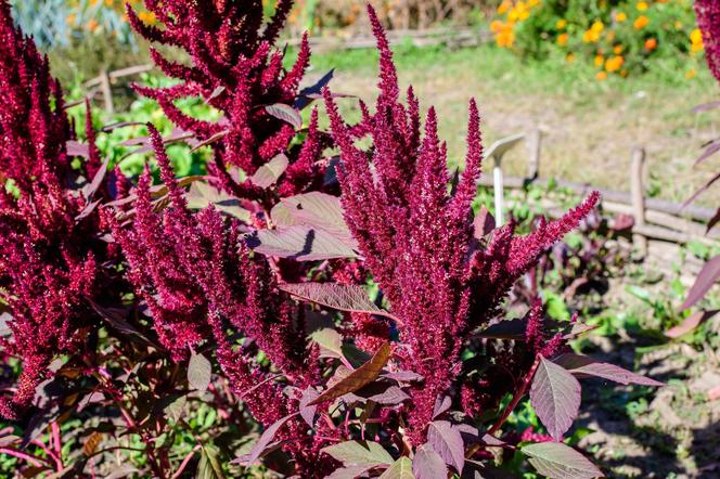 Amaranthus paniculatus - szarłat wiechowaty