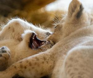 W Śląskim Ogrodzie Zoologicznym przyszły na świat cztery lwiątka! 