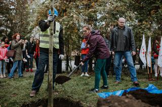 Oby rósł 100 lat! Dąb czerwony na jubileusz 100-lecia PCK