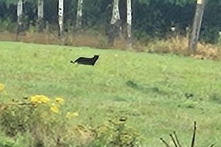 Puma pod Jelenią Górą! Zwierzę widziane w Wojanowie, służby apelują o czujność