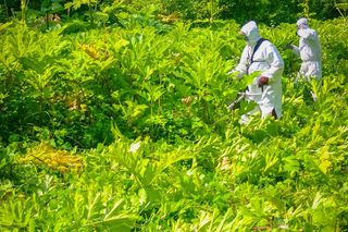 „Zemsta Stalina” pojawiła się w lasach w woj. lubelskim 