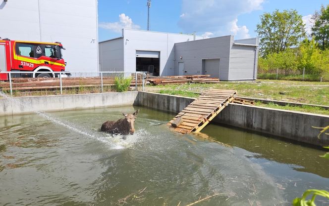 Biedne zwierzę zostało uwięzione w wodzie po kolana