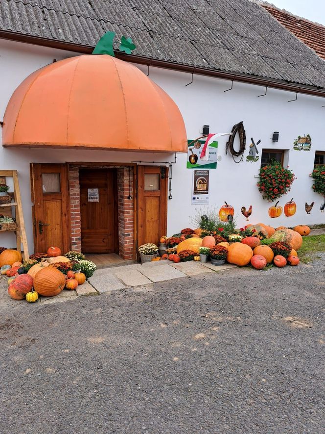 Dyniowy Zakątek,  Olszany 171