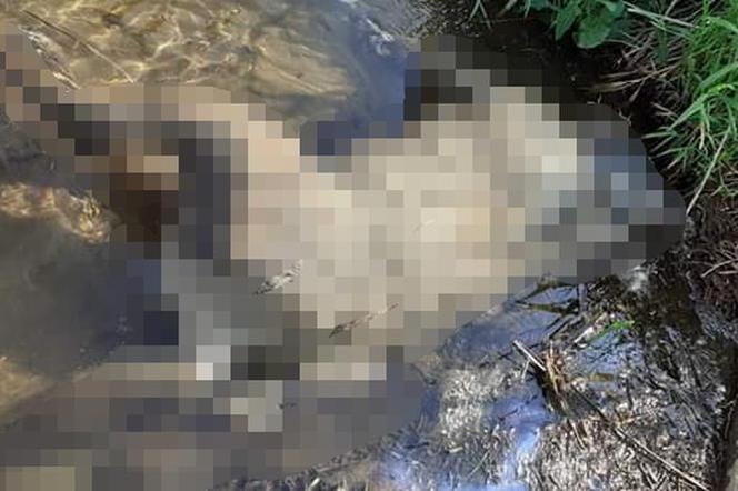 Martwy wilk znaleziony w Pilicy. „Obrażenia na ciele wskazywały na postrzał z broni palnej”