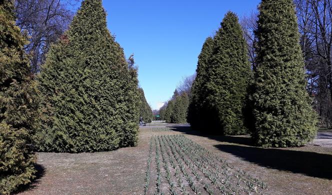 Park Planty był zakładany w latach 30. XX w.