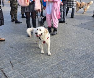 33. Finał WOŚP z grupą krakowskich Golden Retrieverów