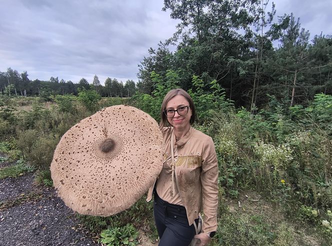 Kania wielkości parasolki