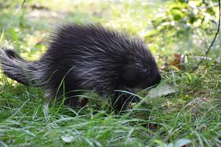 Poznańskie zoo świętuje kolejne narodziny. Yeti została mamą 