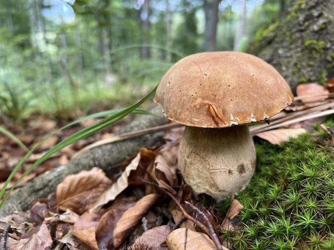 Bieszczady zasypane grzybami