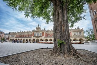 Rynek Główny czekają spore zmiany. Nasadzenia drzew ruszą już w przyszłym roku