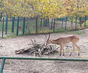 Gdański Ogród Zoologiczny jesienią