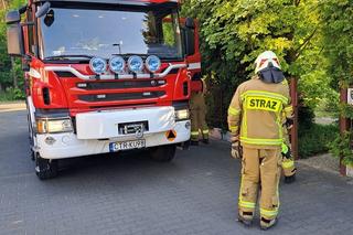 Uwaga na szerszenie. Strażacy usunęli dwa gniazda szerszeni w Papowie Toruńskim
