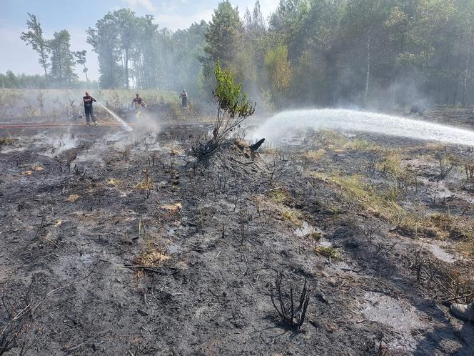 Pożar lasu koło Piotrkowa Trybunalskiego