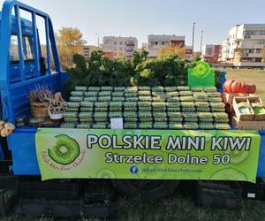 Wyjątkowe owoce rosną pod Bydgoszczą. Wiadomo już, że mini kiwi mają 20 składników odżywczych, a naukowcy nie skończyli liczyć