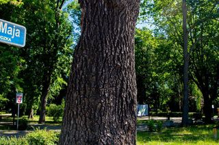 Pień dębu Wiktora, który pozostał po tym, jak drzewo runęło na ziemię w wyniku wichury