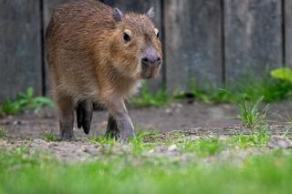 Nowi lokatorzy w łódzkim ZOO! To wielki powrót tych uwielbianych zwierząt