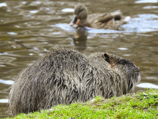 Nutrie w Rybniku jednak przeżyją?