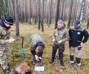 Cenne odkrycie w Borach Tucholskich. Za jedną taką srebrną monetę Krzyżacy kupowali bochenek chleba czy garść soli