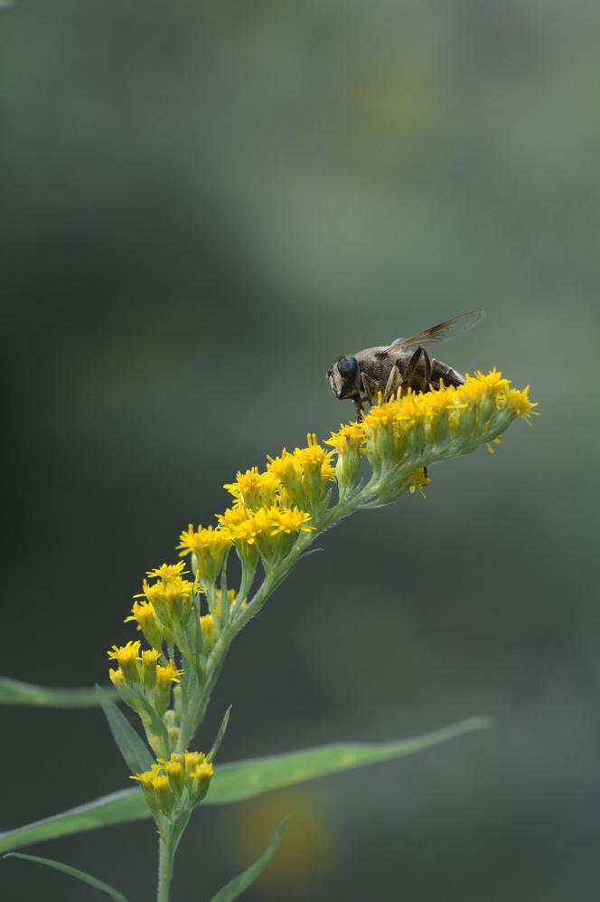 Botanicy i pszczelarze ostrzegają przed tą rośliną. Zielarze mówią, że ratuje zdrowie. Mamy przepisy