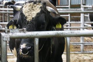 Szaleńczo wściekły byk chciał zabić Leszka. Śmierć była bardzo blisko